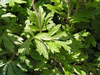 Anemone sylvestris (fam Renonculacees) (Europe, Asie occidentale) (3) (Photo F. Mrugala)